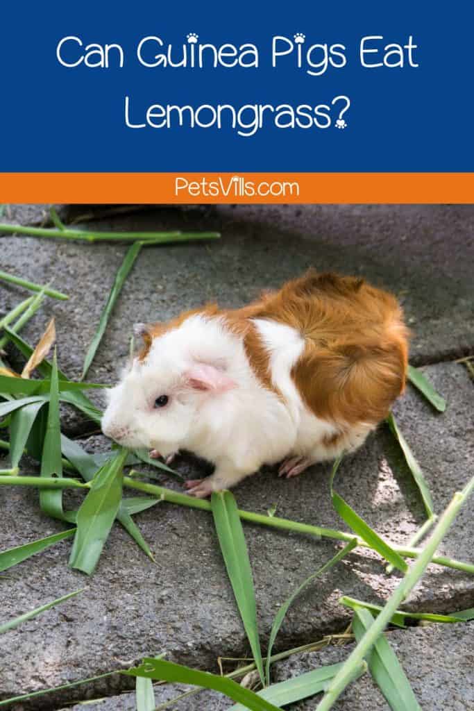 guinea pig eating grass but can guinea pigs eat lemongrass