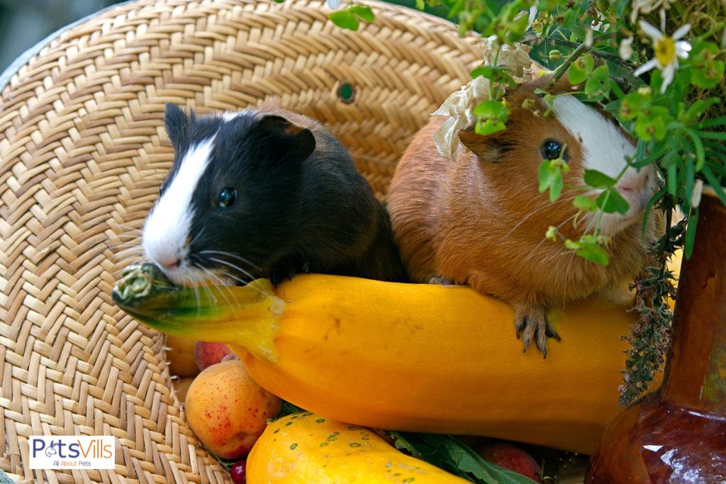 guinea pig with zucchini in basket, can guinea pigs eat zucchini