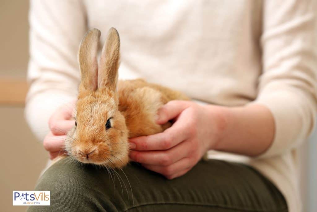 hold rabbit in hand but why do rabbits grunt when someone hold them