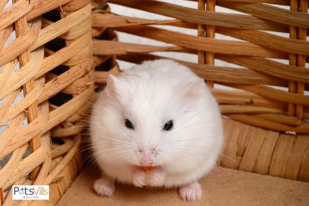 Roborovskis Hamster, can hamsters live together in the same cage