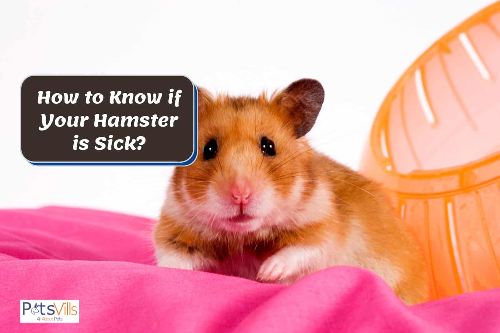 sick hamster, how to know if your hamster is sick