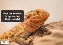 Why Do Bearded Dragons Bob Their Heads? 7 Surprising Reasons