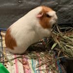 guinea pig eating timothy hay