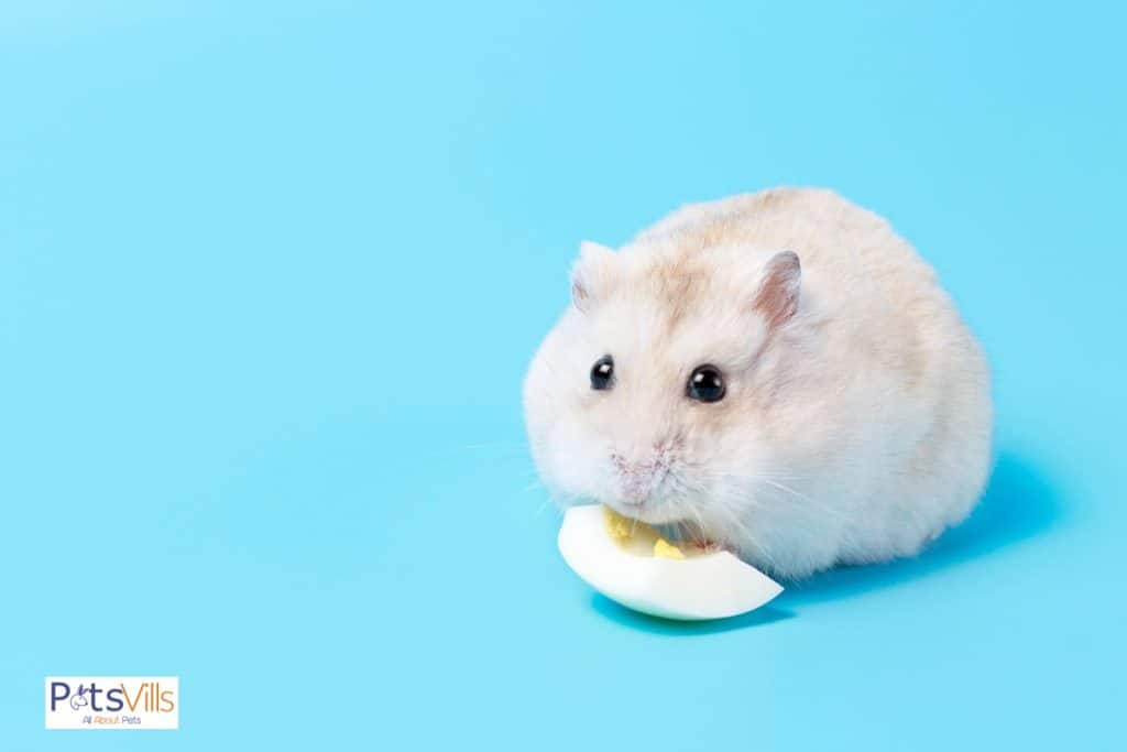 sick hamster eating boiled eggs, how to know if your hamster is sick