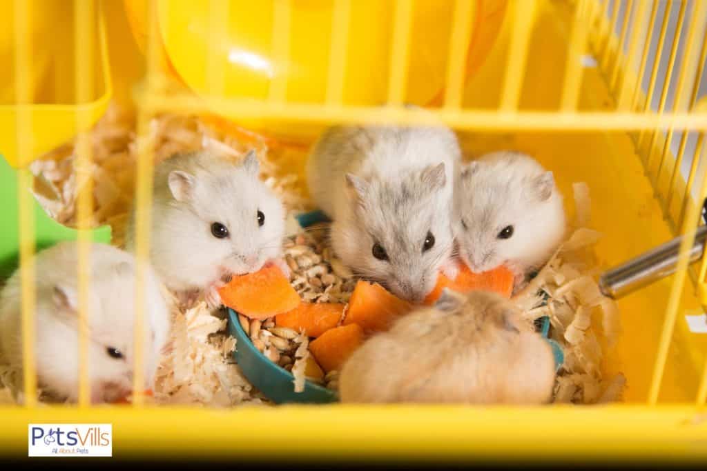 hamsters are eating in the same bowl but can hamsters live together in the same cage