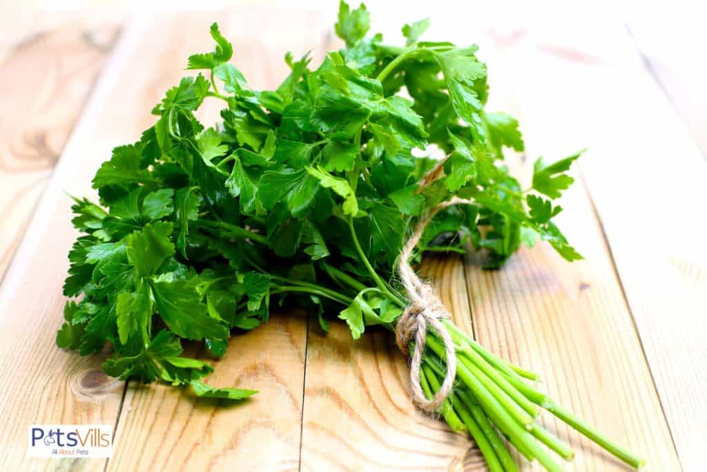 parsley for chickens