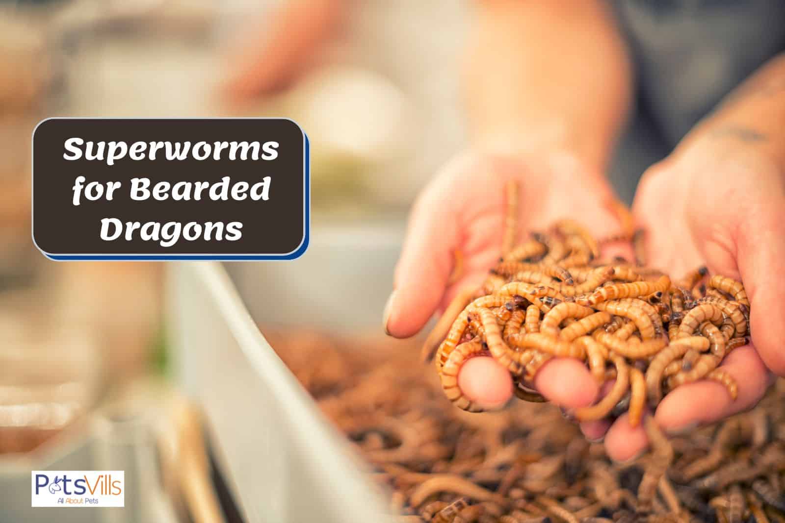superworms for bearded dragons
