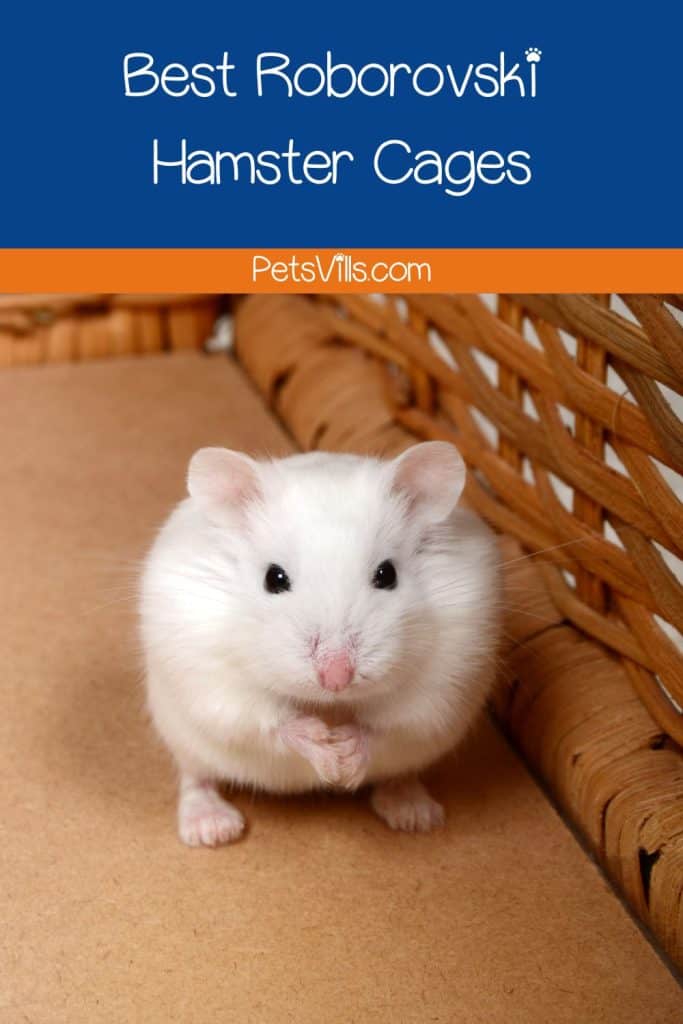 a cute Roborovski Hamster Cage