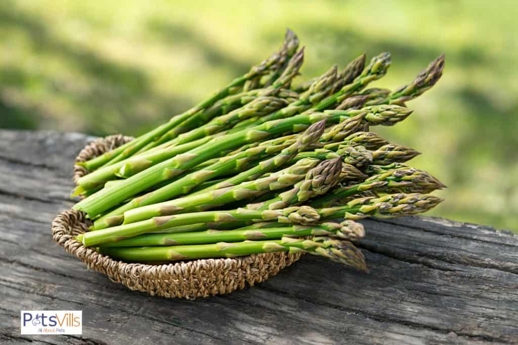 Asparagus for rabbits but can rabbits eat asparagus