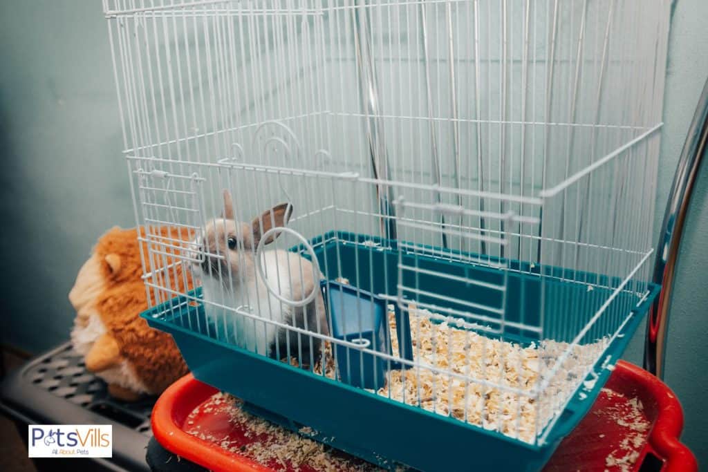 wood shavings in a rabbit cage but how to keep a rabbit cage from smelling