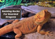 Basking Rocks For Bearded Dragons – The 5 Best Options