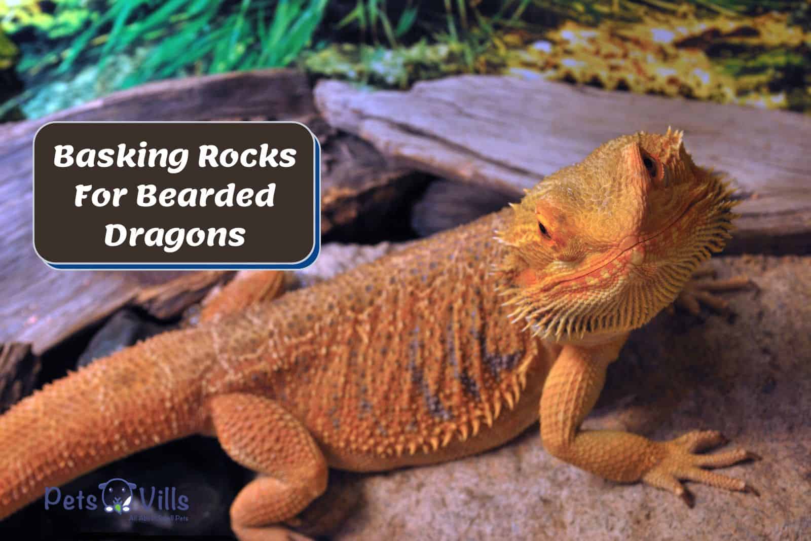 orange beardie on top of Basking Rocks For Bearded Dragons