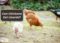 Can Chickens Eat Lizards? Is it Healthy? (Feeding Guide)