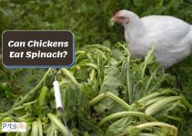 Can Chickens Eat Spinach? (Health Benefits & Feeding Tips)
