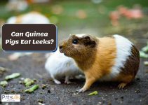 Can Guinea Pigs Eat Leeks? [Is It Safe for Them?]