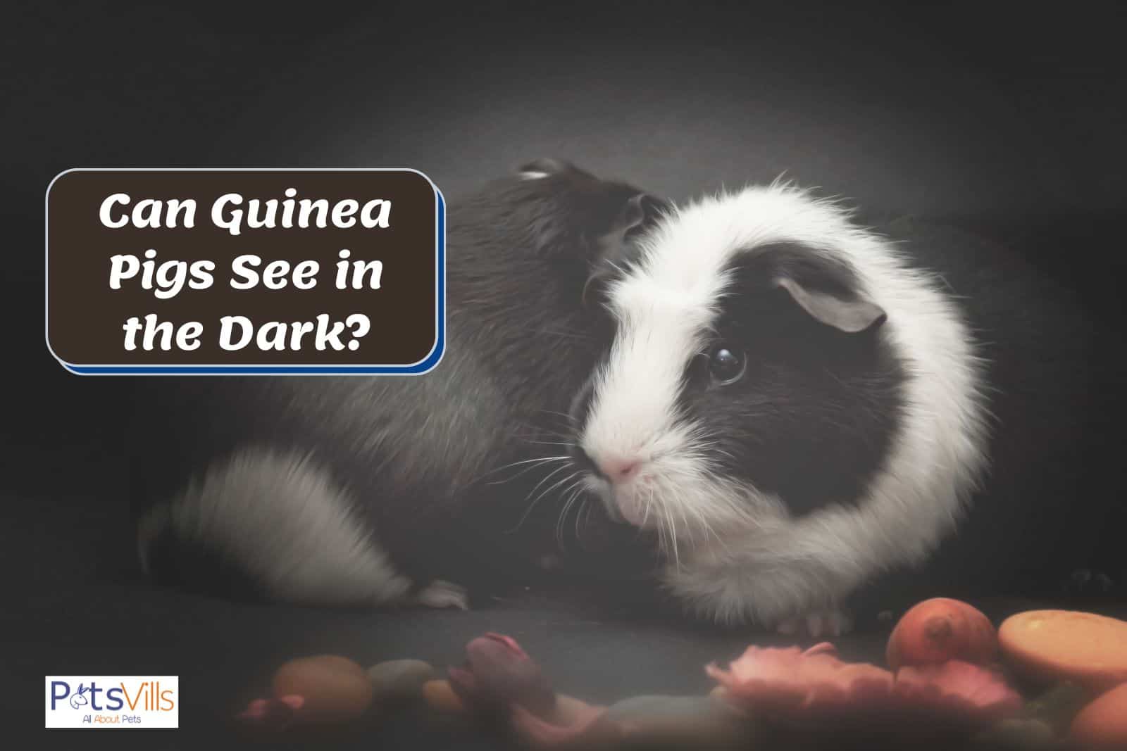 guinea pig at night but can guinea pigs see in the dark
