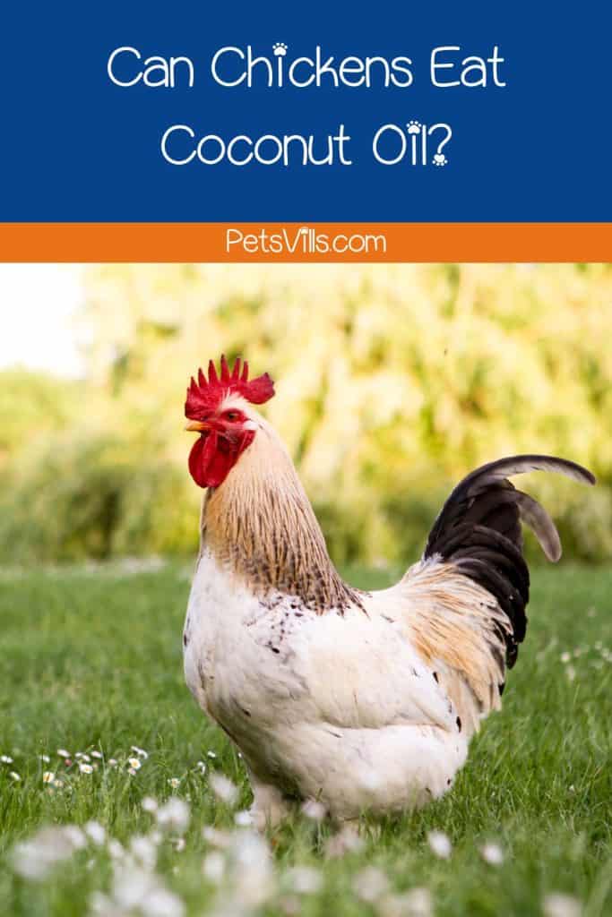 chicken waving at coconut oil but can chickens eat coconut oil