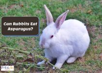 Can Rabbits Eat Asparagus? (Complete Feeding Guide)