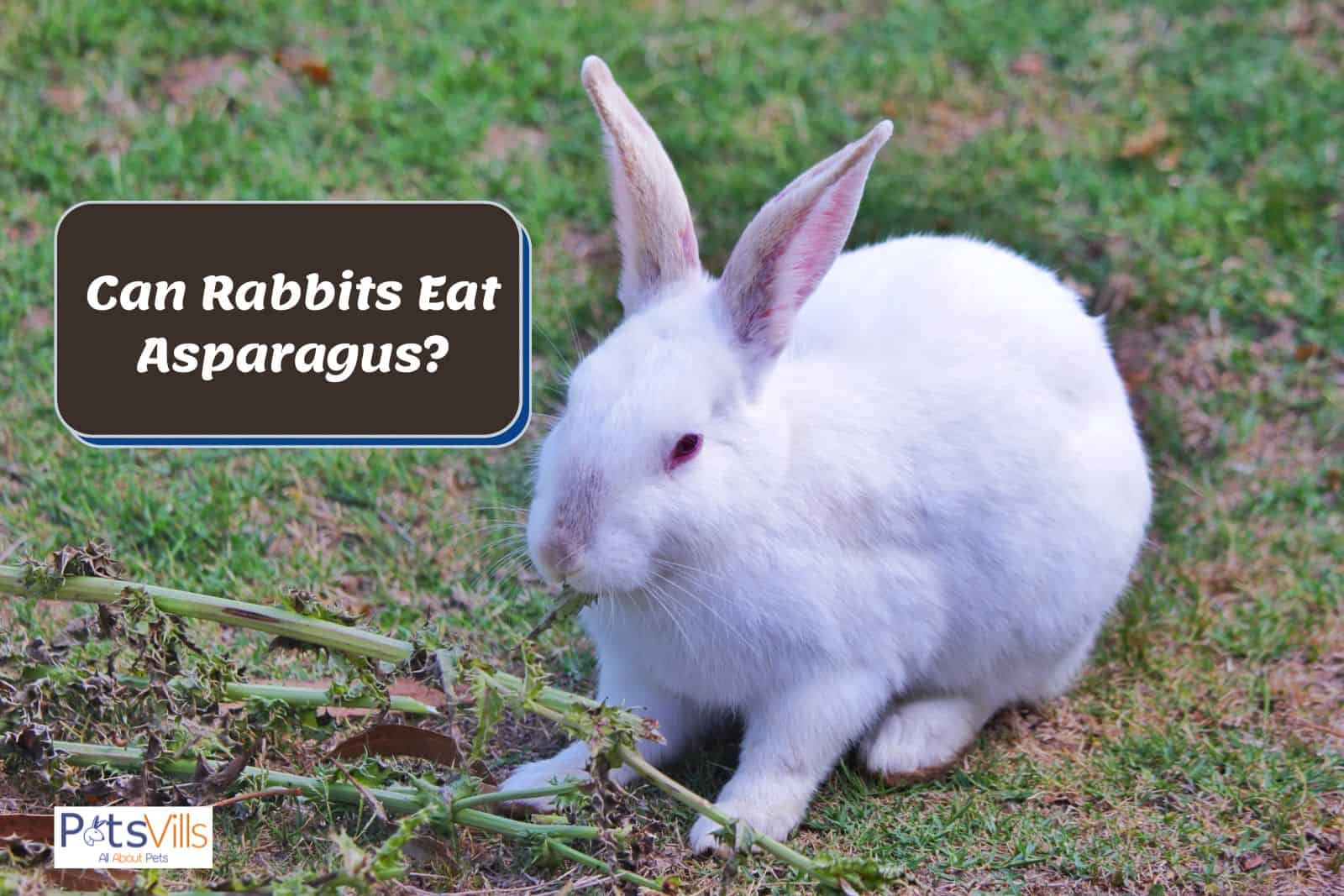 rabbit is trying to eat asparagus but can rabbits eat asparagus