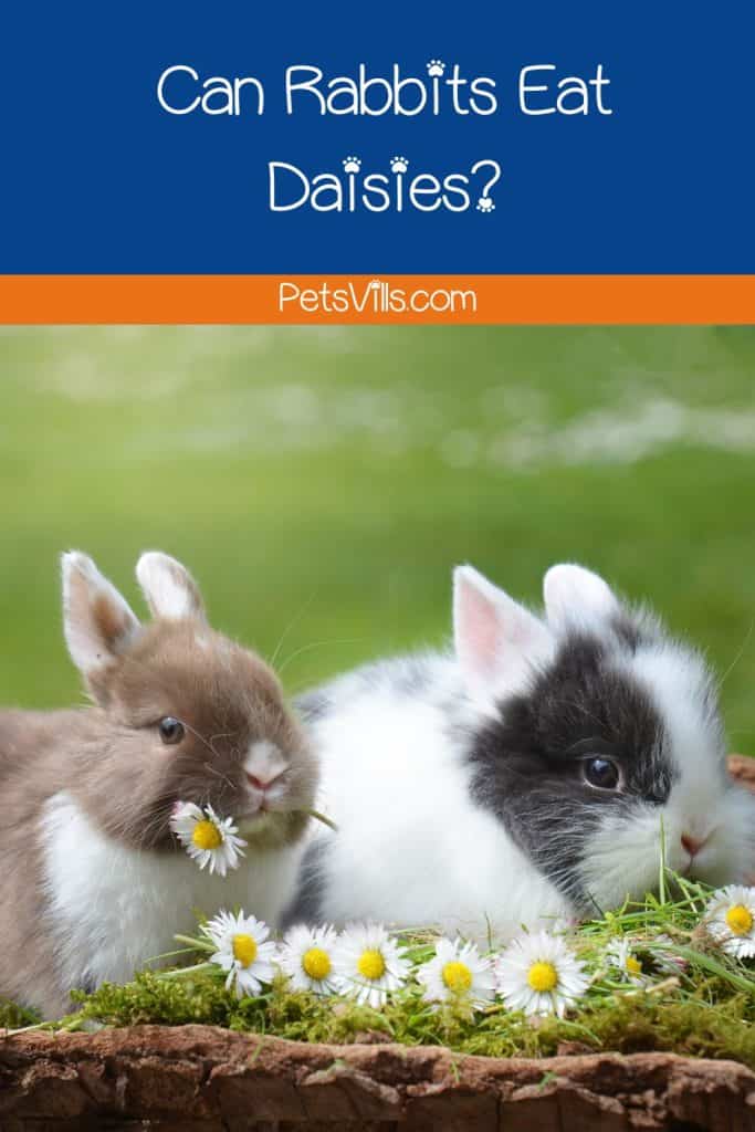 rabbits trying to eat daisies but can rabbits eat daisies