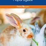 rabbits trying to eat asparagus but can rabbits eat asparagus