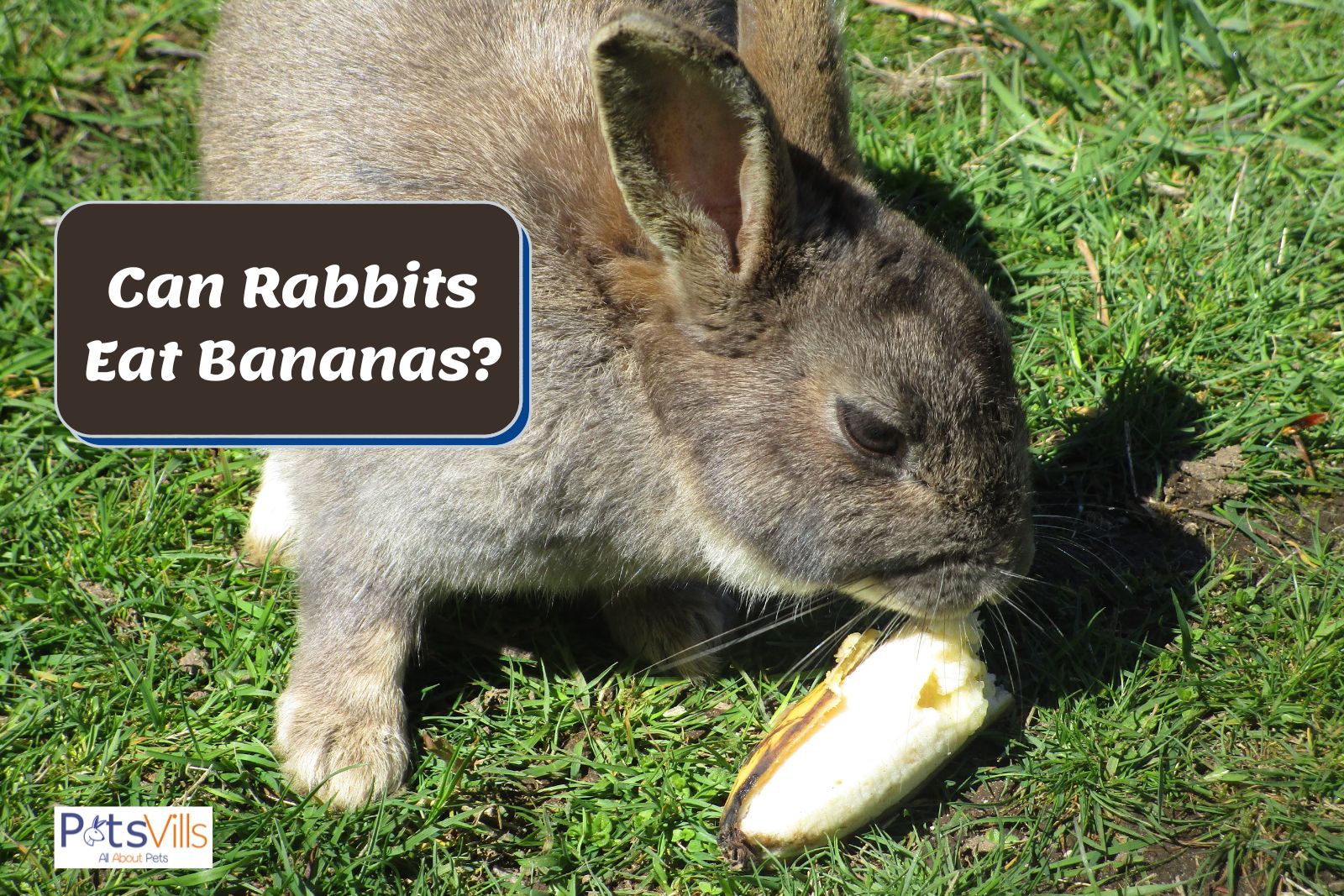 rabbit trying to eat banana but can rabbits eat bananas