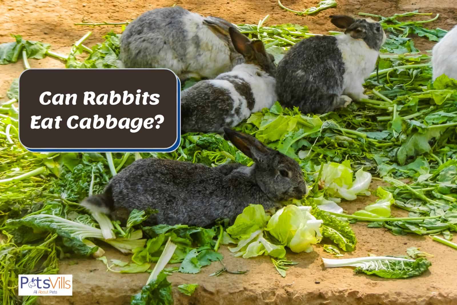 rabbits trying to eat cabbage but can rabbits eat cabbage