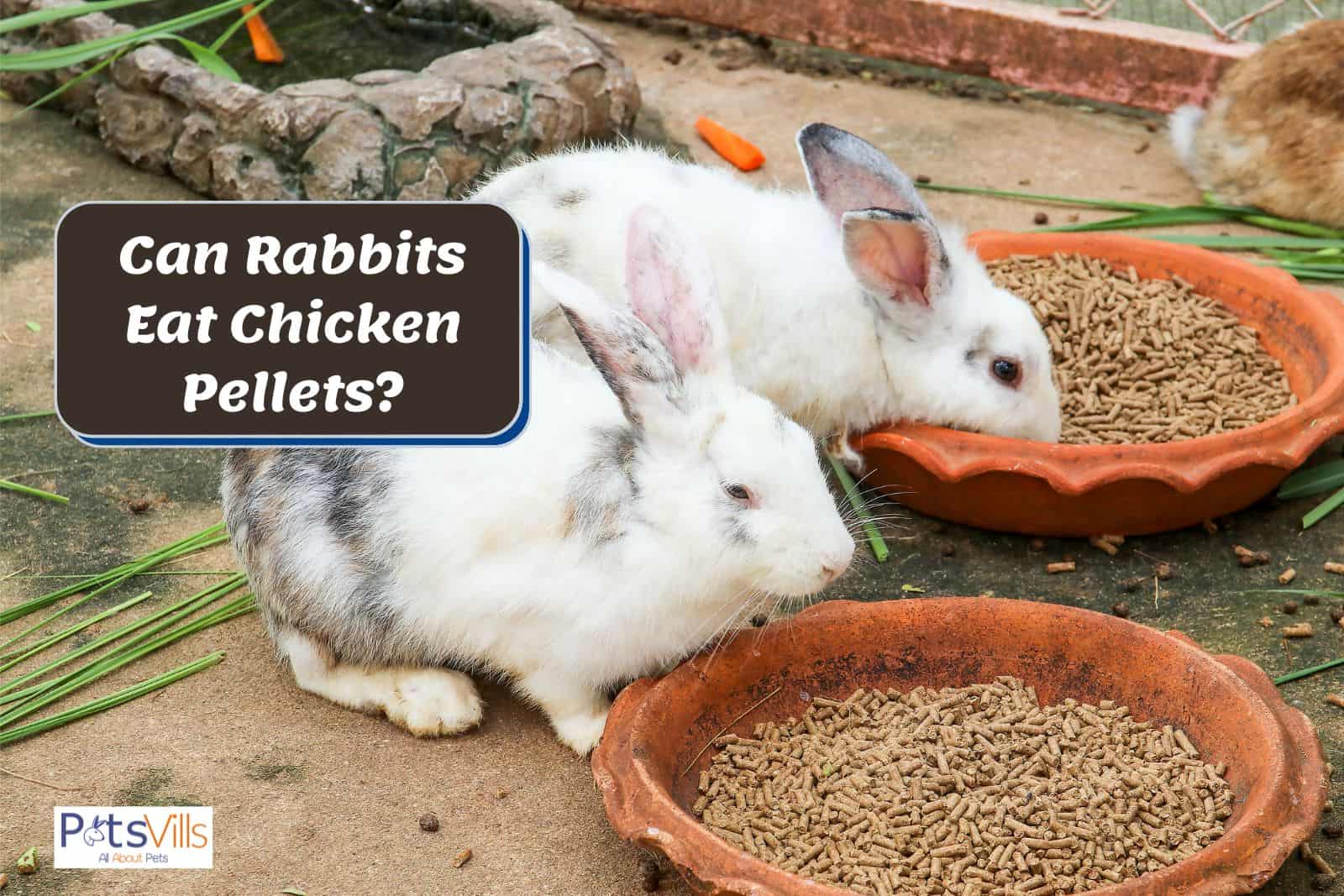 rabbits eating pellets but can rabbits eat chicken pellets