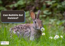 Can Rabbits Eat Daisies? Are They Safe? (Feeding Tips) 