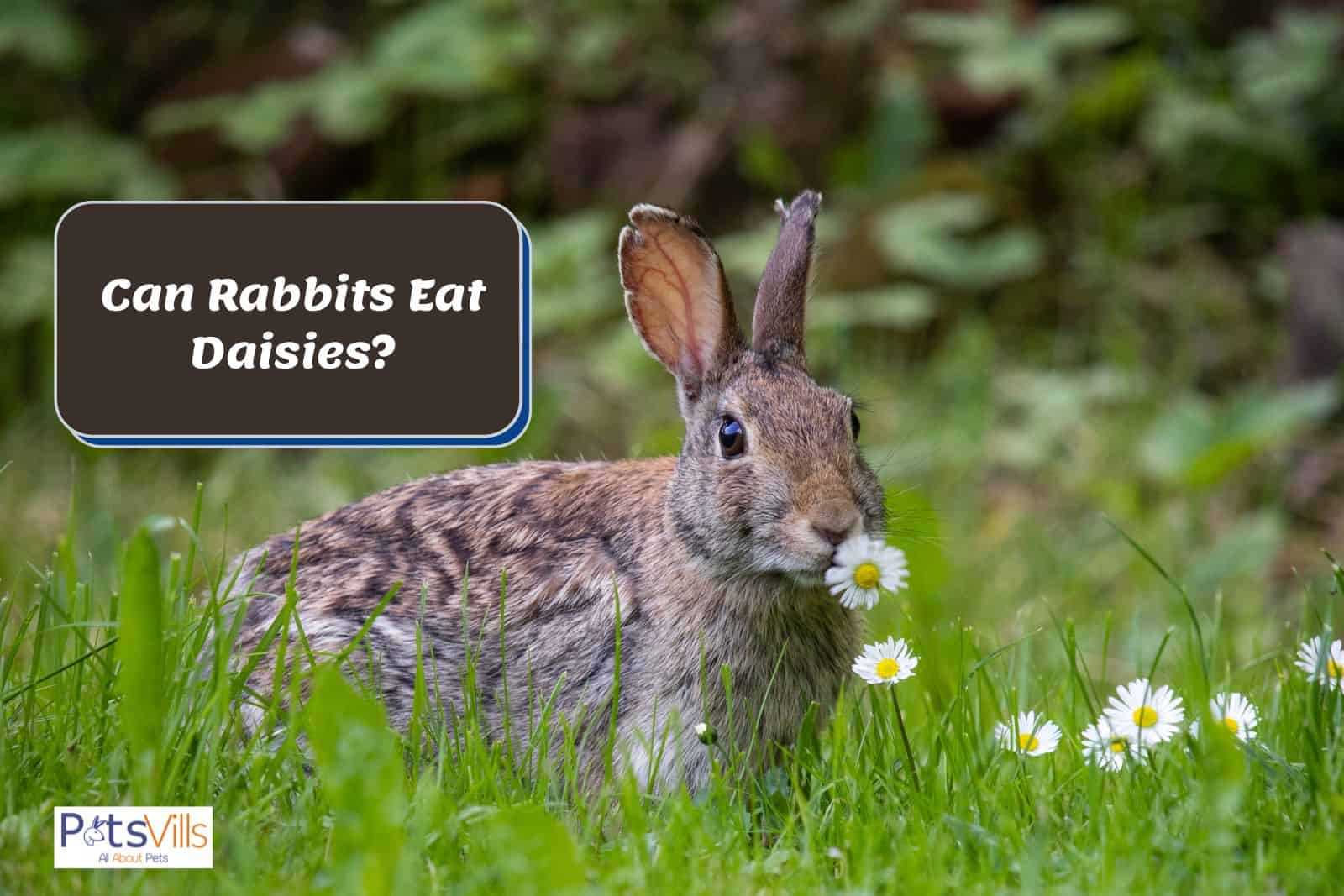 rabbit is trying to eat daisies but can rabbits eat daisies