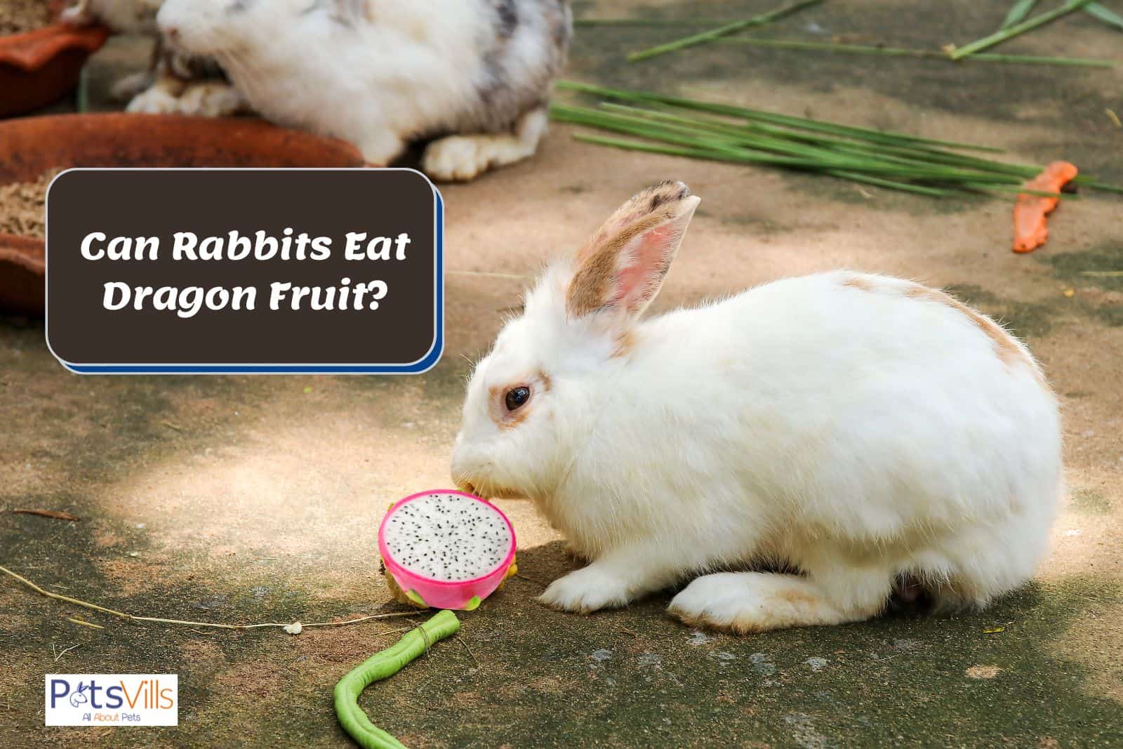 rabbits trying to eat dragon fruit but can rabbits eat dragon fruit
