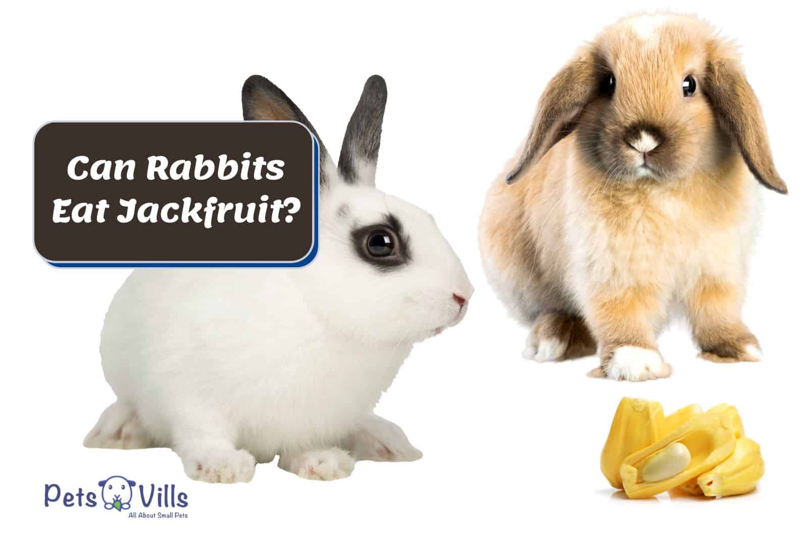 Rabbits and tiny pieces of jackfruit. Can Rabbits Eat Jackfruit?