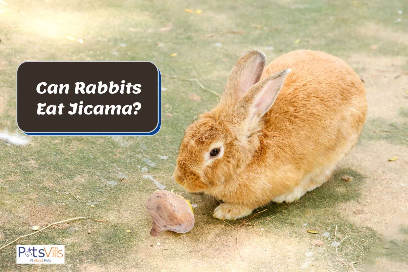 rabbit is trying to eat jicama but can rabbits eat jicama