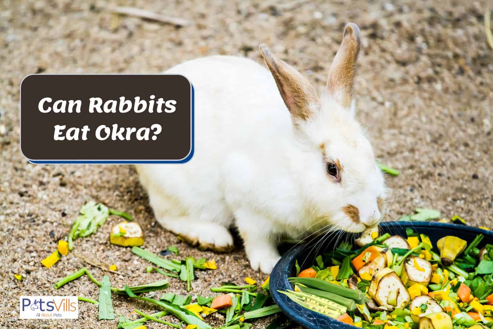 rabbit waving at okra but can rabbits eat okra