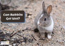 Can Rabbits Get Wet? Is it Dangerous for Them? (What to Do!)