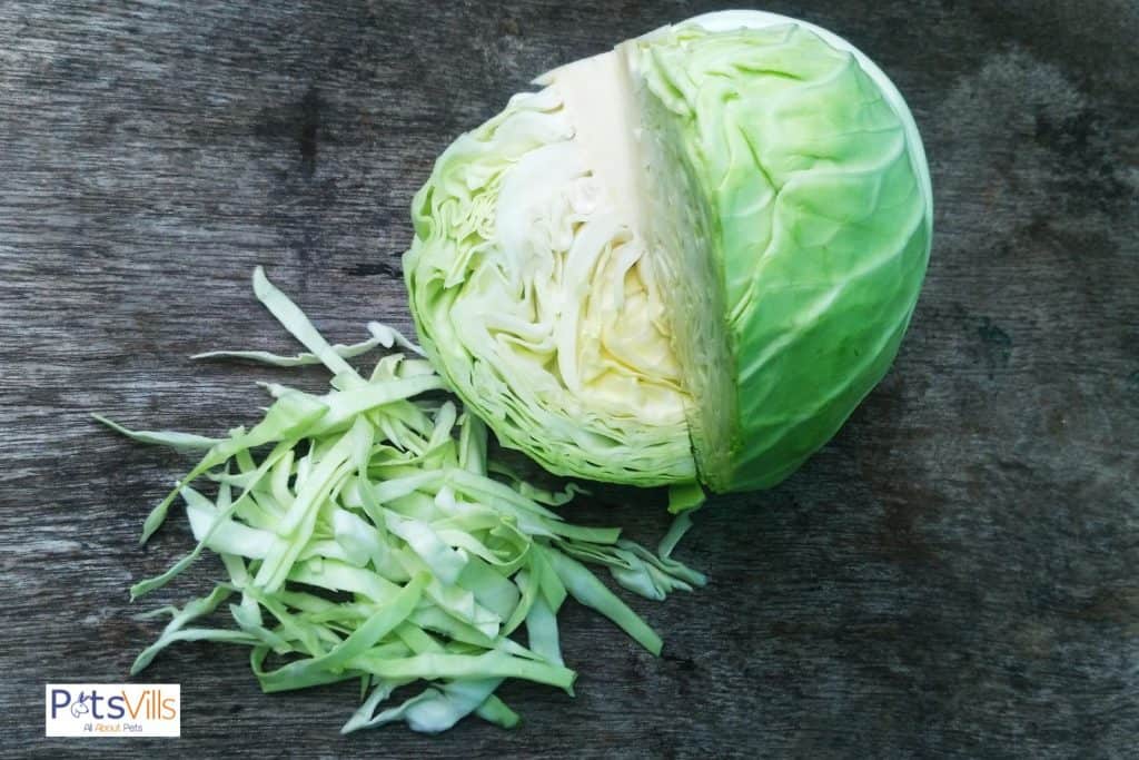 cannonball cabbage but can rabbits eat cabbage