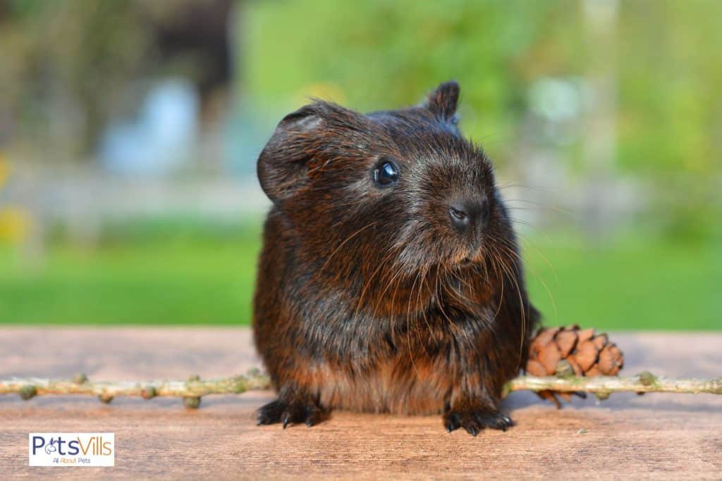guinea pigs with watery eyes and why do guinea pigs cry