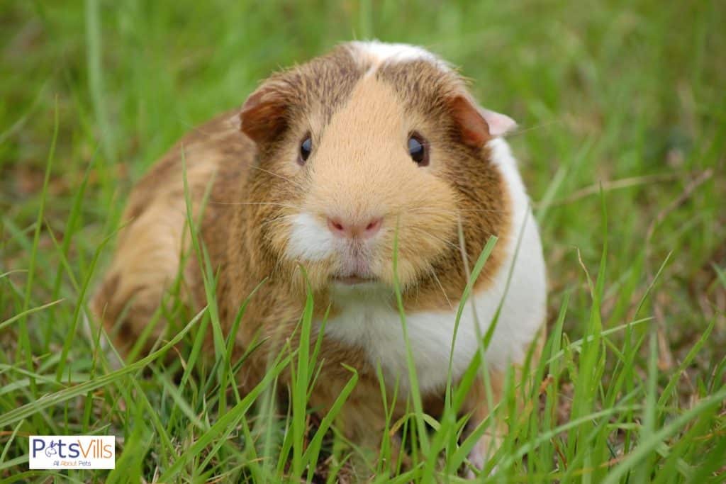 guinea pig in wild but can guinea pigs see in the dark