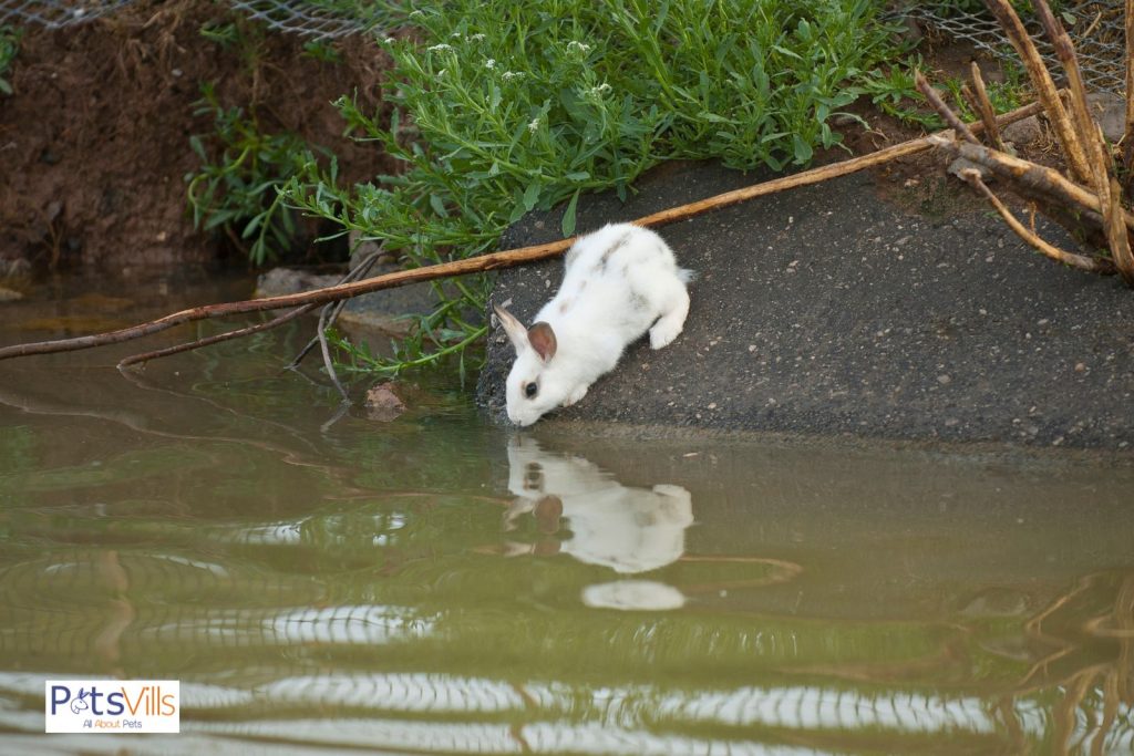 rabbit trying to drink water but do rabbits drink water