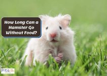 How Long Can a Hamster Go Without Food? Do They Store Food?