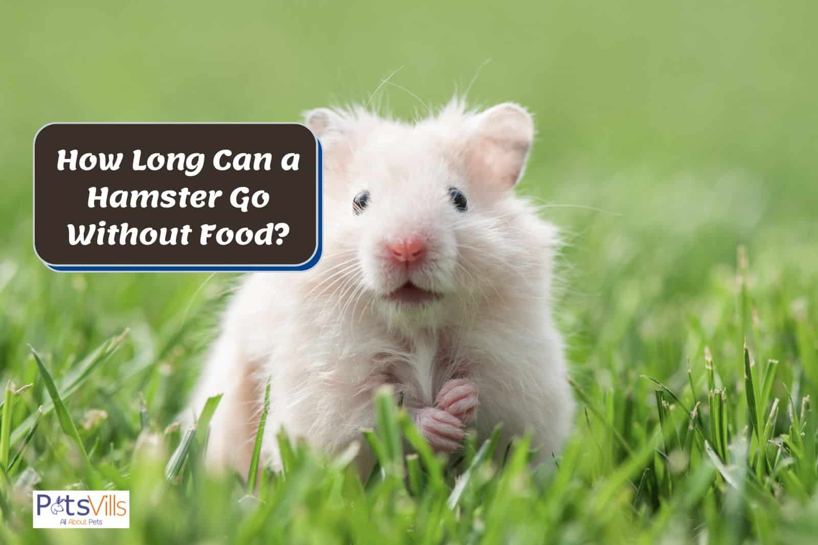 how long can a hamster go without food
