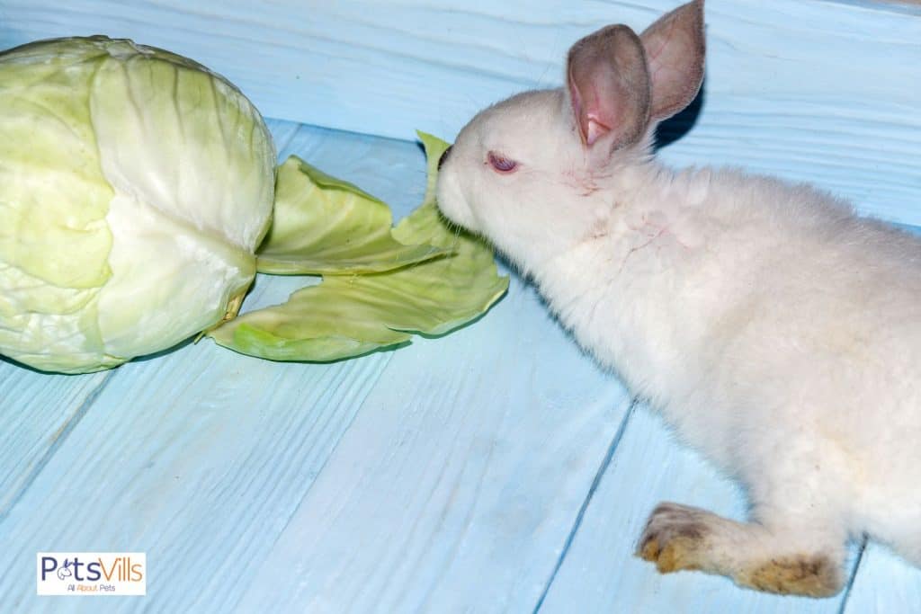 rabbit trying to eat cabbage but can rabbits eat cabbage