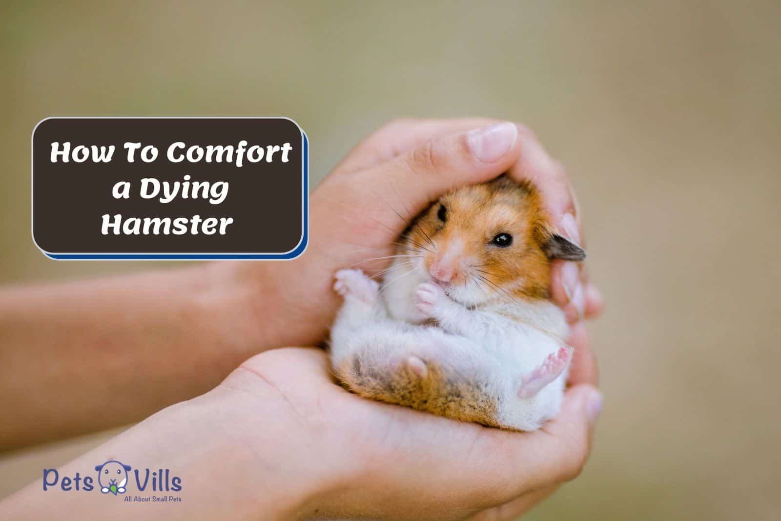 hamster in the hands of the lady so How To Comfort a Dying Hamster?