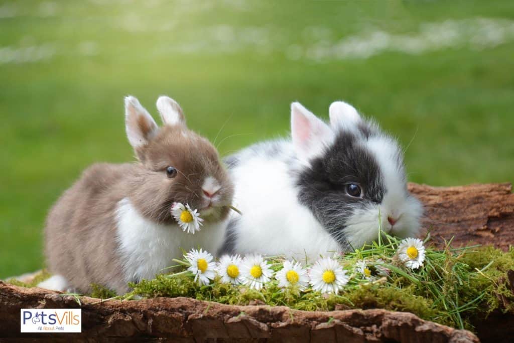 rabbits are trying to eat daisies but can rabbits eat daisies