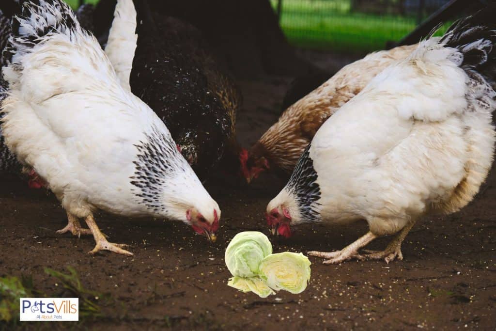 chickens trying to eat lettuce but can chickens eat iceburg lettuce 