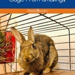 rabbit in a dirty cage but how to keep a rabbit cage from smelling