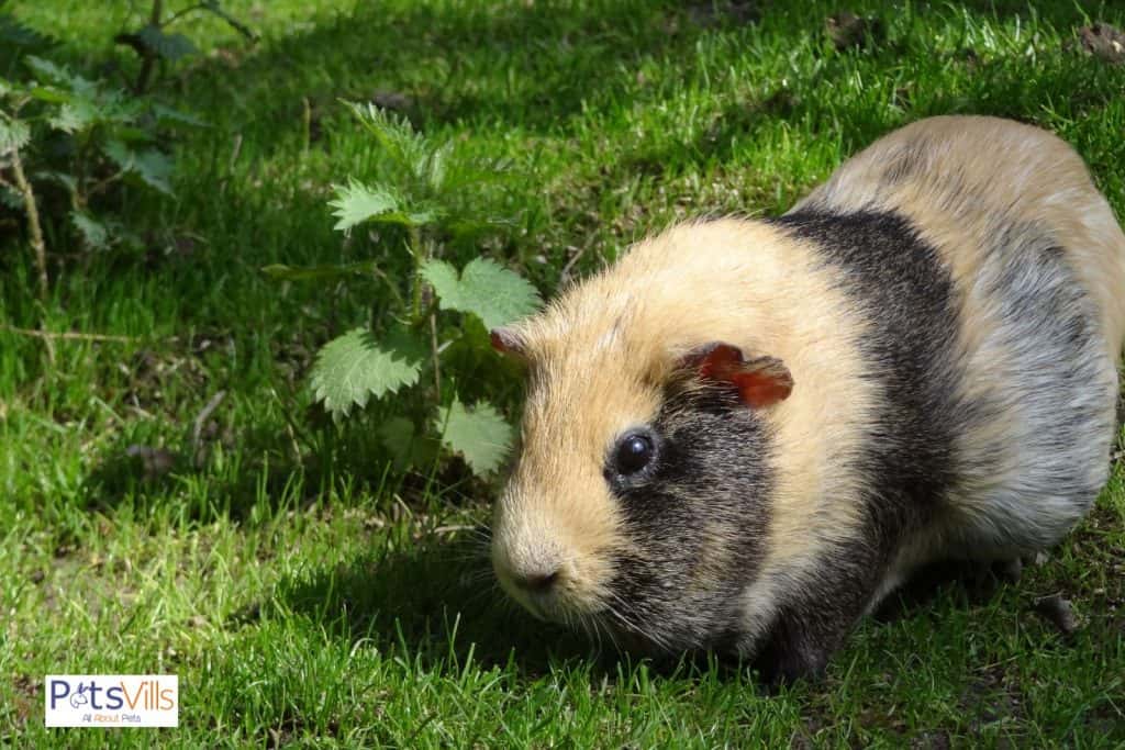 guinea pig wild, can guinea pigs see in the dark