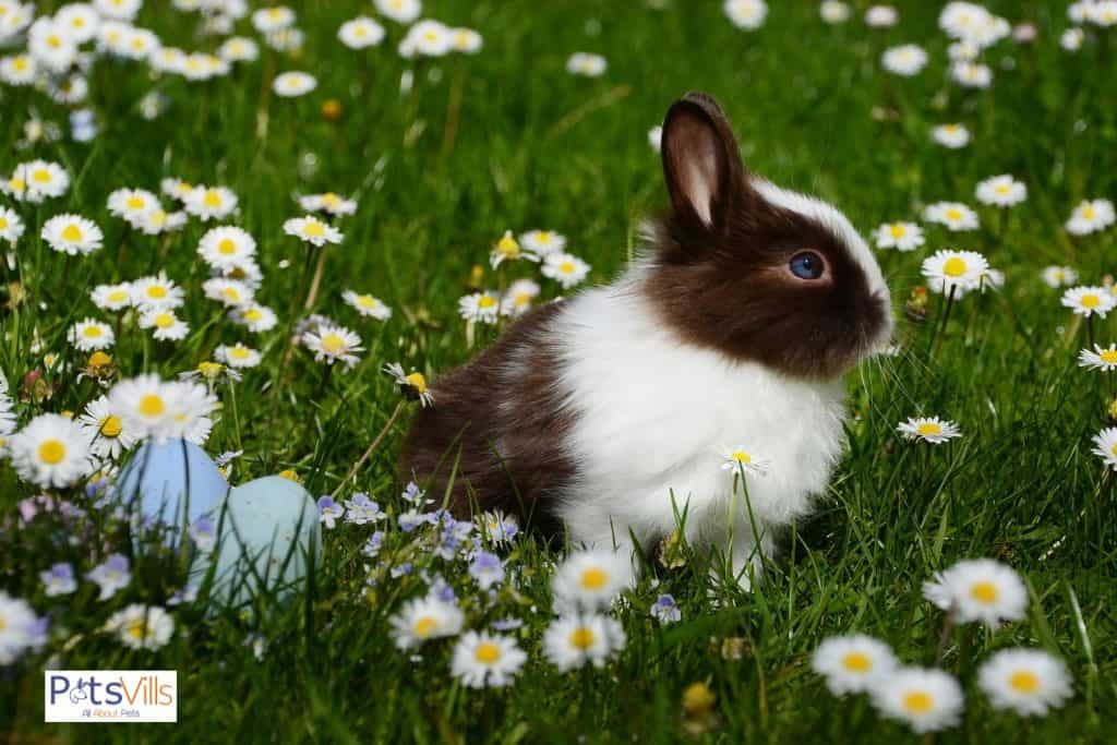 rabbits surrounded by flowers