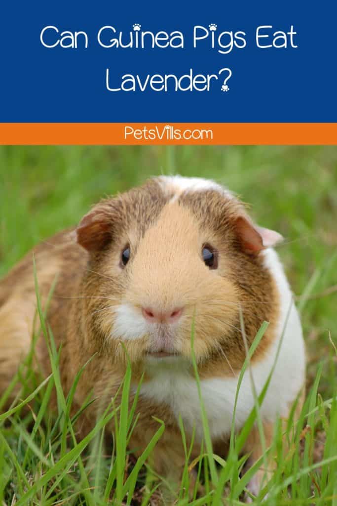 guinea pig waving at lavender but can guinea pigs eat lavender