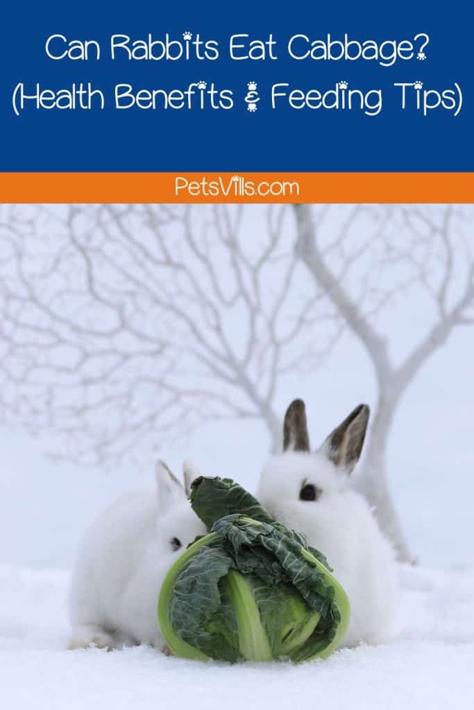 rabbits trying to eat cabbage but can rabbits eat cabbage